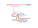 GLP-1 and GLP-2 summary Figure.gif (11014 bytes)